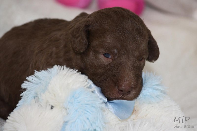 2011-05-15 Puppies Candy & Svet (21).jpg